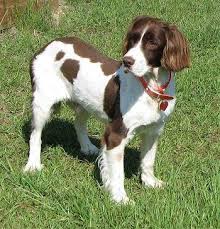 David tomlinson has taken radical action and had his springer spaniel stripped. 12 Springer Spaniel Grooming Ideas Springer Spaniel Spaniel English Springer Spaniel