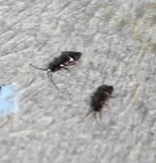 They are typically no more than a few millimeters long, and most are brown, gray or black in color. Please Identify These Tiny Black Insects 256978 Ask Extension