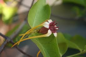 Image result for Strophanthus amboensis