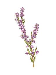 Image result for Calluna vulgaris