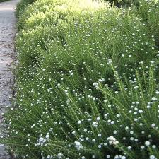 Image result for Phylica