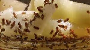 Milbenbisse milben im haus bekampft symptome behandeln. Fruchtfliegen Motten Und Milben So Einfach Werden Sie Die Schadlinge Wieder Los The Weather Channel Artikel Von The Weather Channel Weather Com