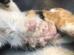 Sudden weight gain or bloating can be a sign of cat cancer, specifically gi, in cats. Cancer In Cats Causes Symptoms Treatment All About Cats