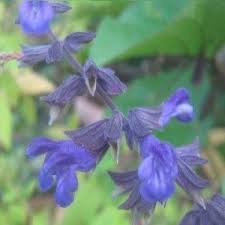 You are not logged in. Salvia Celestial Blue