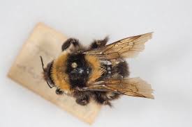 Image result for Bombus ruderatus