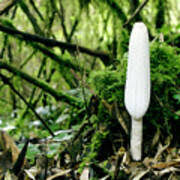 Image result for Coprinus sp.