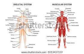 Themes range from business templates to education and anatomy ppt slides and even printable powerpoint certificates! Top Body Clip Art Free Clipart Spot Human At Of Full Skeletal System Clipart Stunning Free Transparent Png Clipart Images Free Download