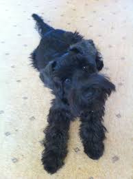 Black And White Schnauzer Pictures View This Pet Advert On Pets4homes Miniature Schnauzer Puppies Schnauzer Puppy Miniature Schnauzer