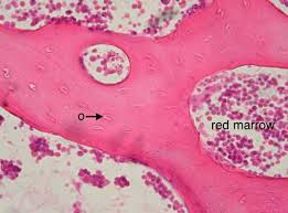 Cut the specimen to create an approximately 2mm thin clean and dry the specimen and a slide thoroughly. Spongy Bone