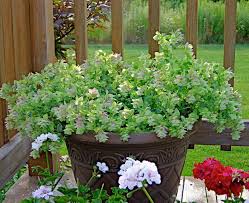 Researchers at the university of florida's north florida research and education center, quincy are evaluating 12 lines of perennial peanut, arachis glabrata. Ornamental Oregano Oregano Garden Trees To Plant Container Gardening