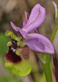 Image result for Ficalhoa