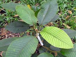 Helena olive atau dikenali sebagai nesiota elliptica ialah tumbuhan berbunga endemic kepada pulau st helena.tumbuhan ini telah pupus pada disember 2003. Spesies Keruing Paya Kini Sudah Pupus Angkara Manusia Independent