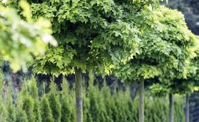 Kugelbaume In Jedem Garten Ein Hingucker Baume Garten Kugelbaum Garten