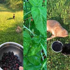 In a world filled with people sharing photos of their pets on instagram, black cats can end up looking like a dark blob in photos. Black Raspberry Picking With Friends Cottagecore