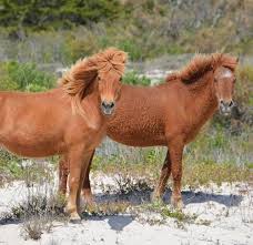 Check spelling or type a new query. National Park Service Maybe She S Born With It Maybe It S Neighbelline Nice Hair Mane Is The Hair That Grows From The Top Of The Neck Of A Horse To The Withers