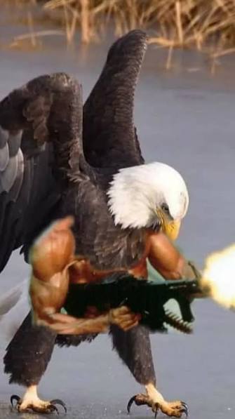 american eagle #memes #americaneagle #fyp #viral #hybrid