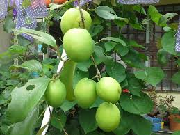 Daun buah bidara yang masih muda dapat dimakan dengan cara diolah menjadi sayur. Homie Garden Tips Menanam Pokok Epal Bidara Buah Facebook
