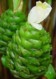 Image result for Costus afer