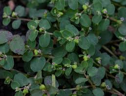Image result for Euphorbia serpens