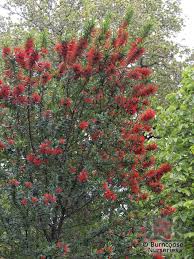 Embothrium coccineum (notro), es una especie que pertenece a un género monotípico dentro de las proteaceae, una. Embothrium Coccineum Lanceolatum From Burncoose Nurseries
