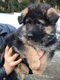 German Shepherd Dog Puppy For Sale In Auburn Wa Adn 30634 On Puppyfinder Com Gender Male German Shepherd Dogs Black German Shepherd Puppies Dogs And Puppies