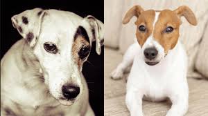 Next article 90 female jack russell terrier dog names; Jack Russell Terrier Colors Color Options Coats Markings