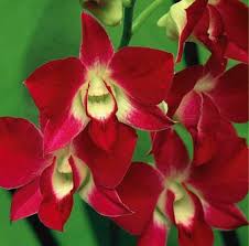 Check out 219 verified apartments for rent in port st. Pin On Rare Orchids