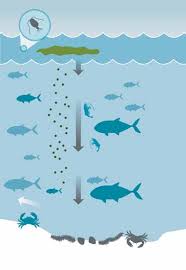 Image result for Hypoxis subspicata