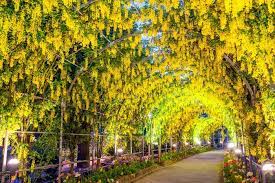 Wisteria Flower Meaning Wisteria Tree Yellow Wisteria Chinese Wisteria