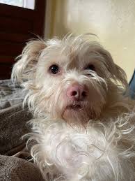 My Sister in law saw this today in esperance