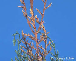 Image result for kabatina thujae