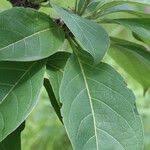 Image result for Multidentia crassa