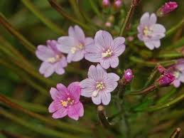 Image result for Epilobium stereophyllum