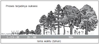 Apakah suksesi sekunder terjadi dalam komunitas? Suksesi Pengertian Dan Contoh Suksesi Primer Dan Suksesi Sekunder