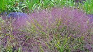 Image result for Eragrostis macrochlamys
