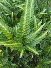 Check spelling or type a new query. Lg Variegated East Indian Holly Fern Arachniodes Simplicior Urban Palms