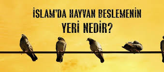 Evde Hayvan Beslemek Gunah Midir Islam Da Hayvan Beslemenin Yeri Nedir Kafeste Kus Besleme Caiz Midir Fikriyat Gazetesi