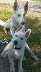 weisser sch ferhund kanadischer sch ferhund welpenentwicklung wurfgeschwister als fotodokumentation weisser schaferhund hundebabys schaferhunde
