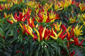 Il piccantissimo mondo del peperoncino, scopri perché fa bene. Peperoncini Informazioni Specie Varieta Piccantezza Cura E Coltivazione