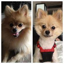 Pin By Elissa Tovar On Animals Pomeranian Breed Pomeranian Puppy Haircut Dog Friends