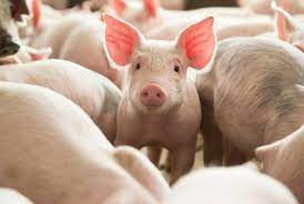 Suite 102, fort mill , sc 29715. Pig Alltech