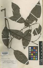 Image result for Albertisia delagoensis