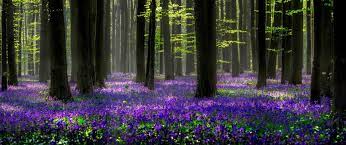 If you want to get a paper map from the tourism office, enter vlasmarktdreef halle into your gps system. Mybestplace Hallerbos The Enchanted Forest That Turns Blue