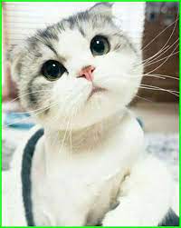 Daily post tentang kucing #kucingmeong ❤ like komen share biar kami tetap semangat update. Gambar Kucing Lucu Imut Dan Paling Menggemaskan Sedunia Gambar Kucing Lucu Foto Kucing Lucu Gambar Anjing Lucu