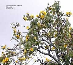 Image result for Bixaceae