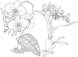 Color in this picture of an orchid and others with our library of online coloring pages. Pin On Coloring Pages For Kids