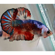 Kamu bisa memberikan makanan berupa jentik nyamuk, cacing darah, burayak. Shopee Indonesia Jual Beli Di Ponsel Dan Online