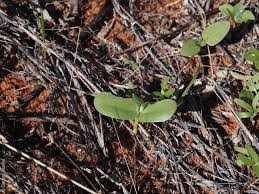 Image result for Crotalaria spartea