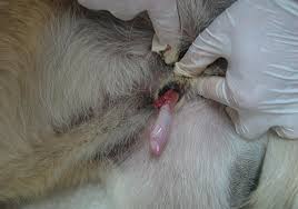 Help diagnose some blood cancers, such as leukemia and lymphoma. Some Cancers Become Contagious The Scientist Magazine
