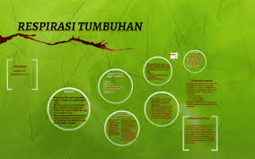 Jika pada reaksi aerob, terdapat. Respirasi Tumbuhan By Haerullah Amir